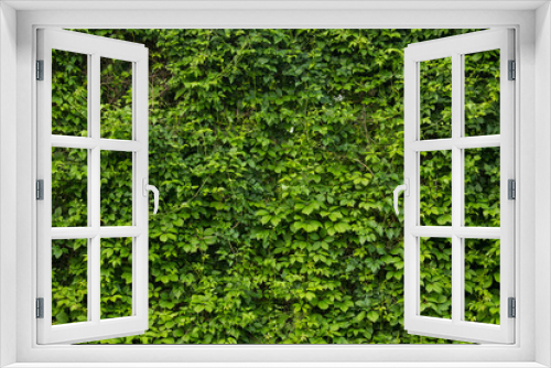 Fototapeta Naklejka Na Ścianę Okno 3D - green wall