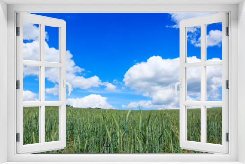 Fototapeta Naklejka Na Ścianę Okno 3D - Green wheat field and blue sky.