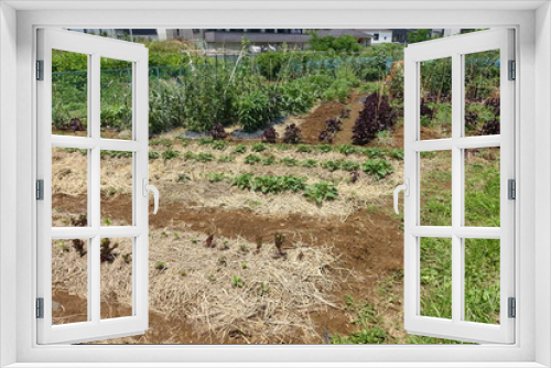 Fototapeta Naklejka Na Ścianę Okno 3D - ６月の菜園