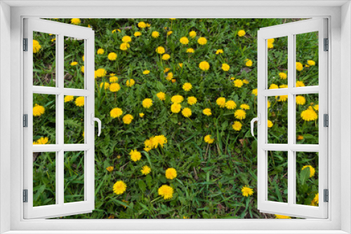 Fototapeta Naklejka Na Ścianę Okno 3D - Lots of flowering dandelions in the grass in spring
