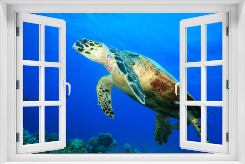 Fototapeta Naklejka Na Ścianę Okno 3D - Hawksbill Turtle