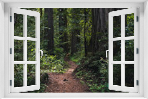 Fototapeta Naklejka Na Ścianę Okno 3D - Lush forest hiking path.