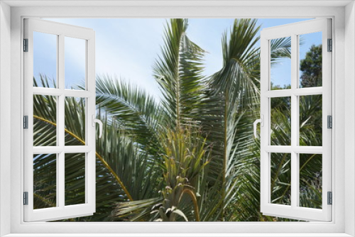 Fototapeta Naklejka Na Ścianę Okno 3D - Palmen