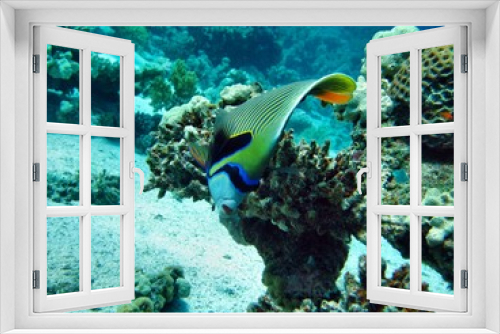 Fototapeta Naklejka Na Ścianę Okno 3D - Kaiserfisch