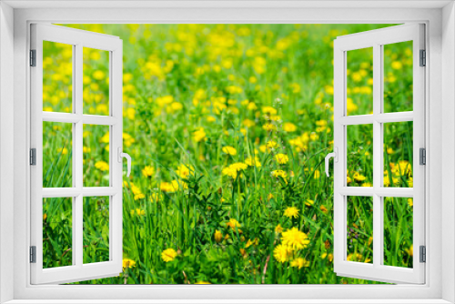 Fototapeta Naklejka Na Ścianę Okno 3D - Dandelion on a green meadow