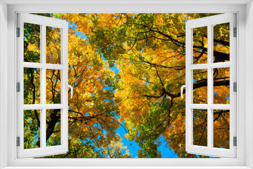 Fototapeta Naklejka Na Ścianę Okno 3D - autumn forest trees.