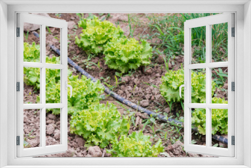 Fototapeta Naklejka Na Ścianę Okno 3D - Irrigation plant for vegetable garden