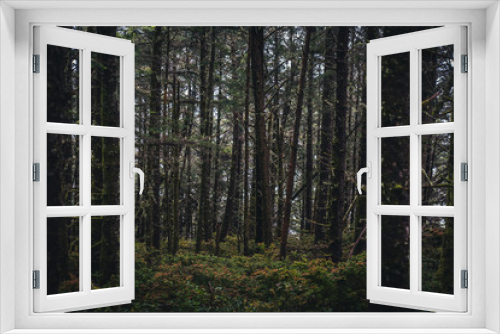 Fototapeta Naklejka Na Ścianę Okno 3D - Lush dark forest.