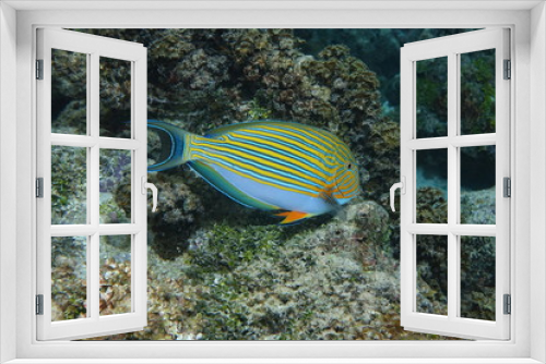 Fototapeta Naklejka Na Ścianę Okno 3D - Colorful tropical fish lined surgeonfish Acanthurus lineatus, underwater in the lagoon of Bora Bora, Pacific ocean, French Polynesia