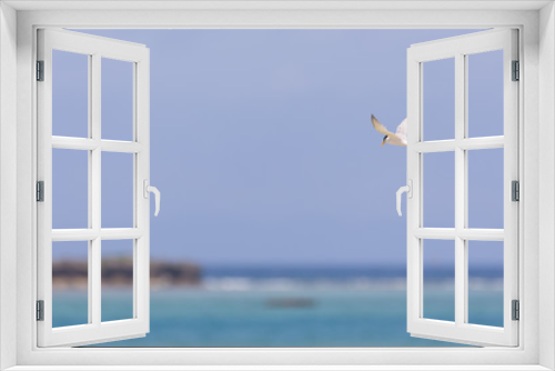 Fototapeta Naklejka Na Ścianę Okno 3D - 沖縄の海辺を飛ぶアジサシ