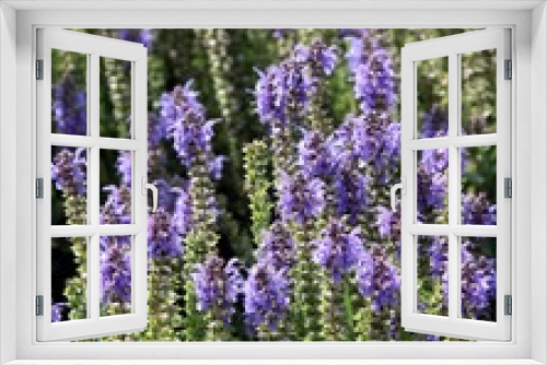 Fototapeta Naklejka Na Ścianę Okno 3D - lila flowers of lavand herb