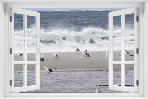 Fototapeta Naklejka Na Ścianę Okno 3D - Seagulls on the beach - Falkland Islands