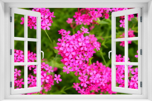 Fototapeta Naklejka Na Ścianę Okno 3D - 初夏の花壇に咲くムシトリナデシコ