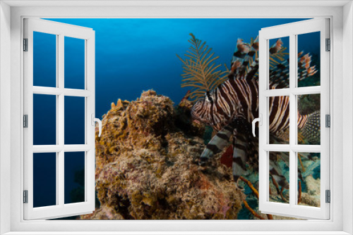 Fototapeta Naklejka Na Ścianę Okno 3D - The red lionfish is an invasive species in the Caribbean. The pretty creature that arrived through the aquarium trade is a stress to the ecosystem in its new habitat and is damaging the environment.
