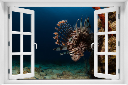 Fototapeta Naklejka Na Ścianę Okno 3D - The red lionfish is an invasive species in the Caribbean. The pretty creature that arrived through the aquarium trade is a stress to the ecosystem in its new habitat and is damaging the environment.
