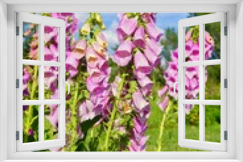 Fototapeta Naklejka Na Ścianę Okno 3D - digitalis purpurea - colorful foxglove flowers
