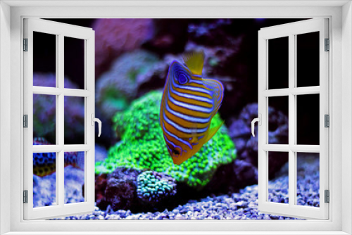 Fototapeta Naklejka Na Ścianę Okno 3D - Regal Angelfish (Pygoplites diacanthus) 