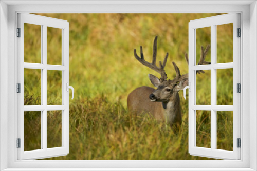 Fototapeta Naklejka Na Ścianę Okno 3D - Black-tailed deer or california Mule Deer (Odocoileus hemionus), Male grazing in a meadow.