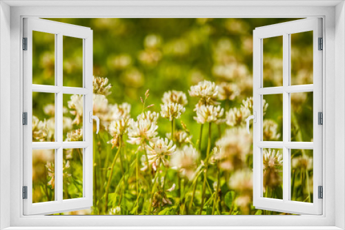Fototapeta Naklejka Na Ścianę Okno 3D - Beautiful white clover flowers in a meadow in summer