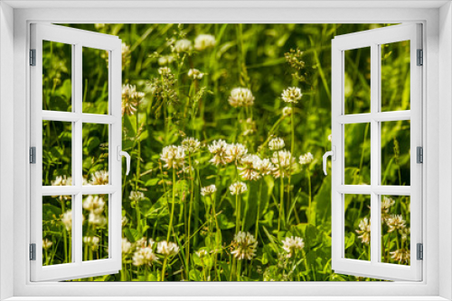 Fototapeta Naklejka Na Ścianę Okno 3D - Beautiful white clover flowers in a meadow in summer