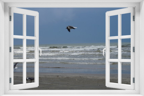 Fototapeta Naklejka Na Ścianę Okno 3D - Seagulls at the beach