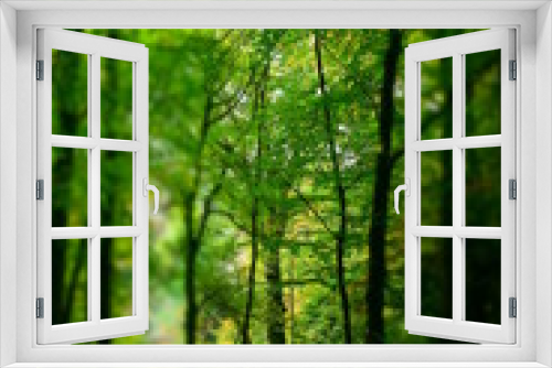 Fototapeta Naklejka Na Ścianę Okno 3D - Forest green II
