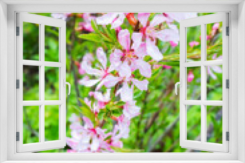 Fototapeta Naklejka Na Ścianę Okno 3D - Almond in bloom. Bright pink flowers