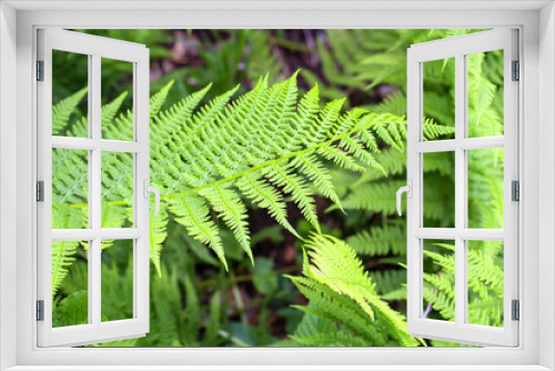 Fototapeta Naklejka Na Ścianę Okno 3D - wild fern background