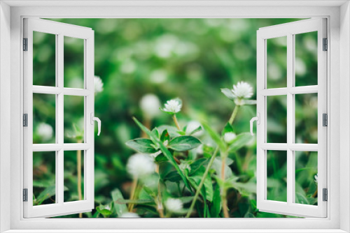 Fototapeta Naklejka Na Ścianę Okno 3D - White tiny grass flower macro close up with twist bokeh in background