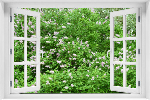Fototapeta Naklejka Na Ścianę Okno 3D - Flowering Hungarian lilac (Syringa josikaea) shrub.Horizontal image