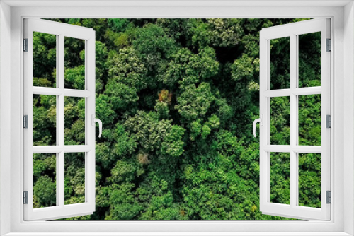 Fototapeta Naklejka Na Ścianę Okno 3D - Aerial Drone Flyover View Of Large Green Forest In Summer