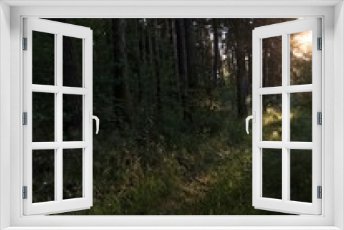 Fototapeta Naklejka Na Ścianę Okno 3D - Sunset in the woods