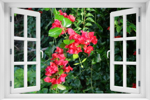 Fototapeta Naklejka Na Ścianę Okno 3D - red bougainvillaea