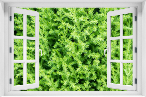 Fototapeta Naklejka Na Ścianę Okno 3D - Green bush green grass
