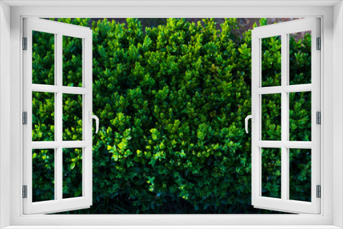 Fototapeta Naklejka Na Ścianę Okno 3D - Green leaf texture. Leaf texture background