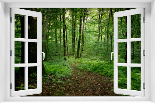 Fototapeta Naklejka Na Ścianę Okno 3D - Trail in the Forest