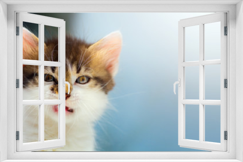 Fototapeta Naklejka Na Ścianę Okno 3D - vexed Cat; mad kitten face