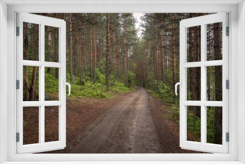 Fototapeta Naklejka Na Ścianę Okno 3D - Road in the forest