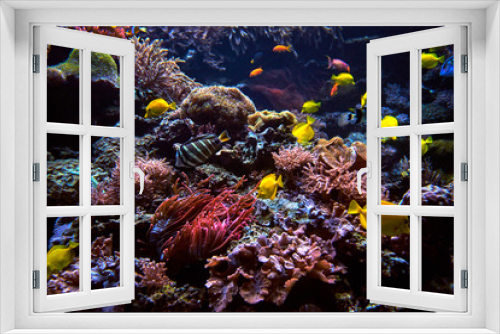 Fototapeta Naklejka Na Ścianę Okno 3D - underwater background. Underwater scene. Underwater world. Underwater life landscape