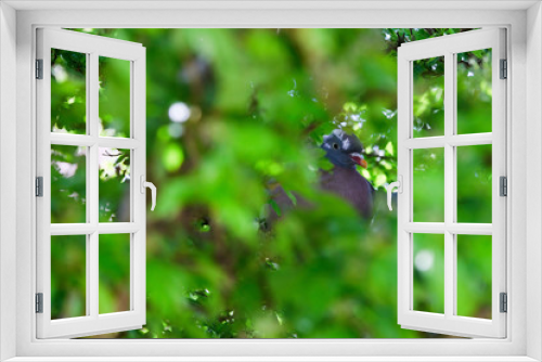 Fototapeta Naklejka Na Ścianę Okno 3D - Wood Pigeon