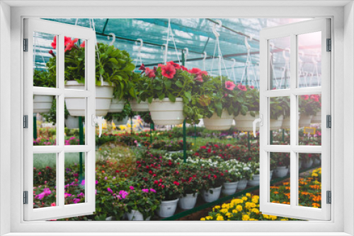 Fototapeta Naklejka Na Ścianę Okno 3D - Flowers hanging in a pot in the greenhouse