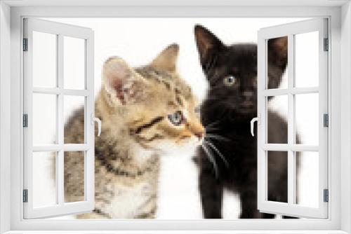 Fototapeta Naklejka Na Ścianę Okno 3D - cats, ear, emotion, empty, expression, eyes, face,  felines, friendship, young, 