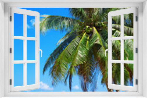 Fototapeta Naklejka Na Ścianę Okno 3D - Coconut palm on a tropical beach