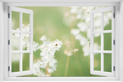 Fototapeta Naklejka Na Ścianę Okno 3D - White wildflowers on summer day