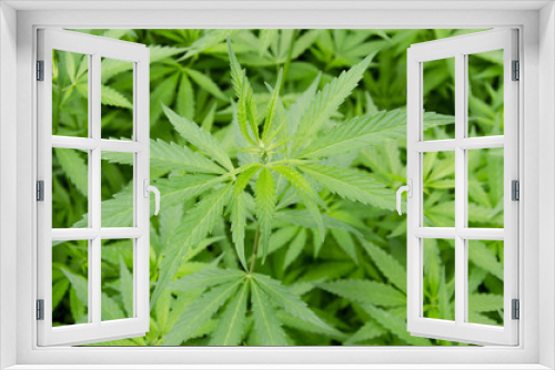 Fototapeta Naklejka Na Ścianę Okno 3D - Cultivation of marijuana leaves