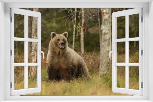 Fototapeta Naklejka Na Ścianę Okno 3D - Brown Bear in Nordic forest