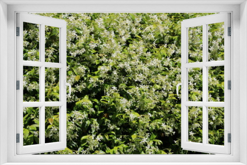 Fototapeta Naklejka Na Ścianę Okno 3D - White flowers of jasminum officinale in summer, Italy