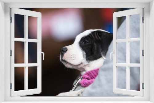 Fototapeta Naklejka Na Ścianę Okno 3D - The puppy