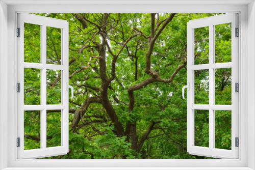 Fototapeta Naklejka Na Ścianę Okno 3D - green leaves of oak tree