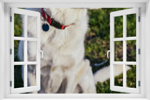 Fototapeta Naklejka Na Ścianę Okno 3D - Mixed Labrador Park Portrait